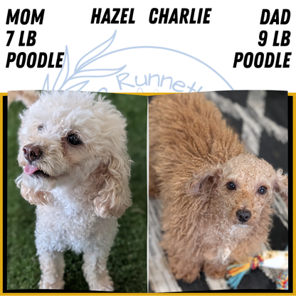 MINI POODLE (JUN 21) 4 MALES