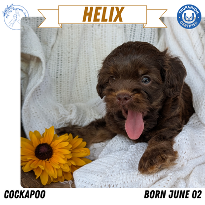 COCKAPOO (06/02) MALE