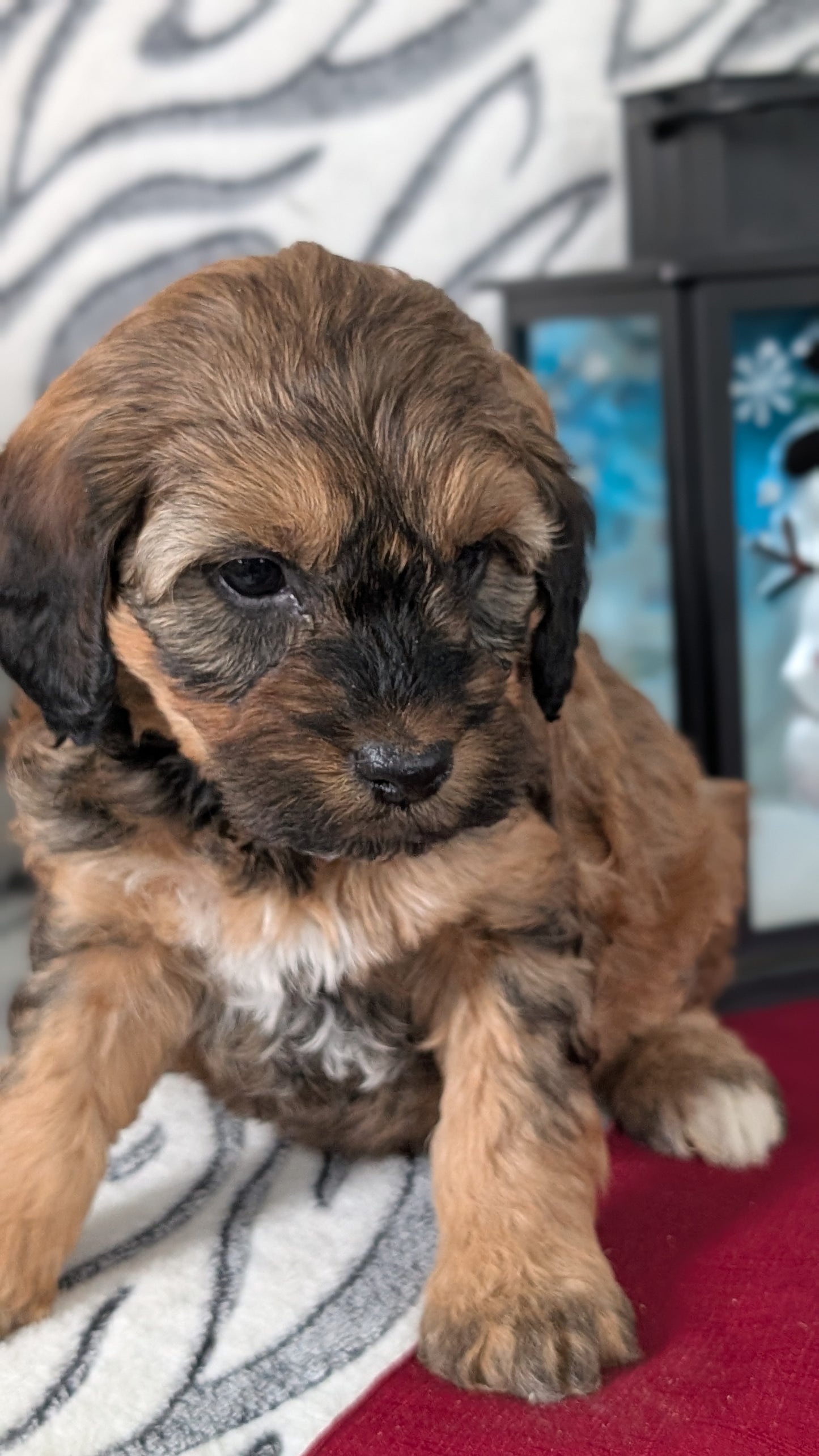 MINI LABRADOODLE (OCT 20) FEMALES