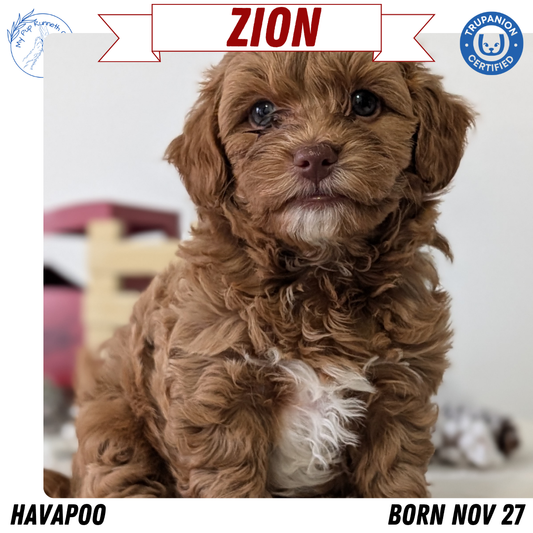 HAVAPOO (NOV 27) MALE