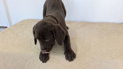 LABRADOR RETRIEVER (11/03) MALE