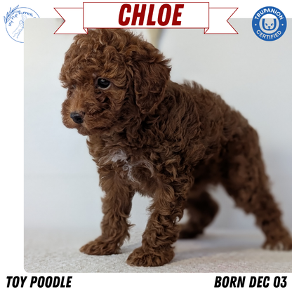 TOY POODLE (DEC 03) FEMALE
