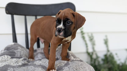 BOXER (JUN 11) MALES