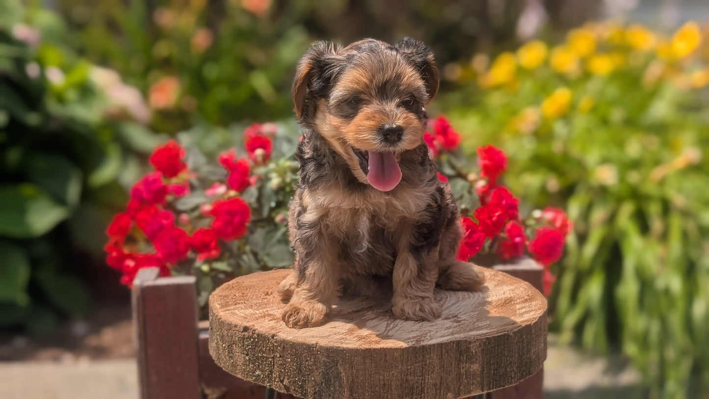YORKIPOO (MAY 26) FEMALES