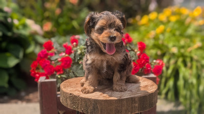 YORKIPOO (MAY 26) FEMALES