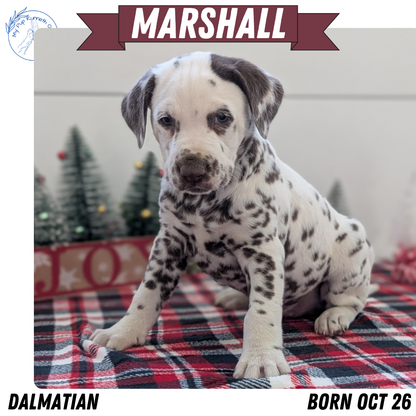 DALMATIAN (OCT 26) MALES
