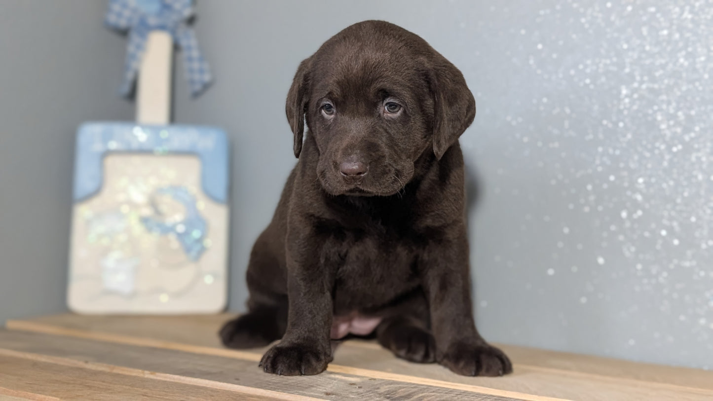 LABRADOR RETRIEVER (JAN 18) FEMALES