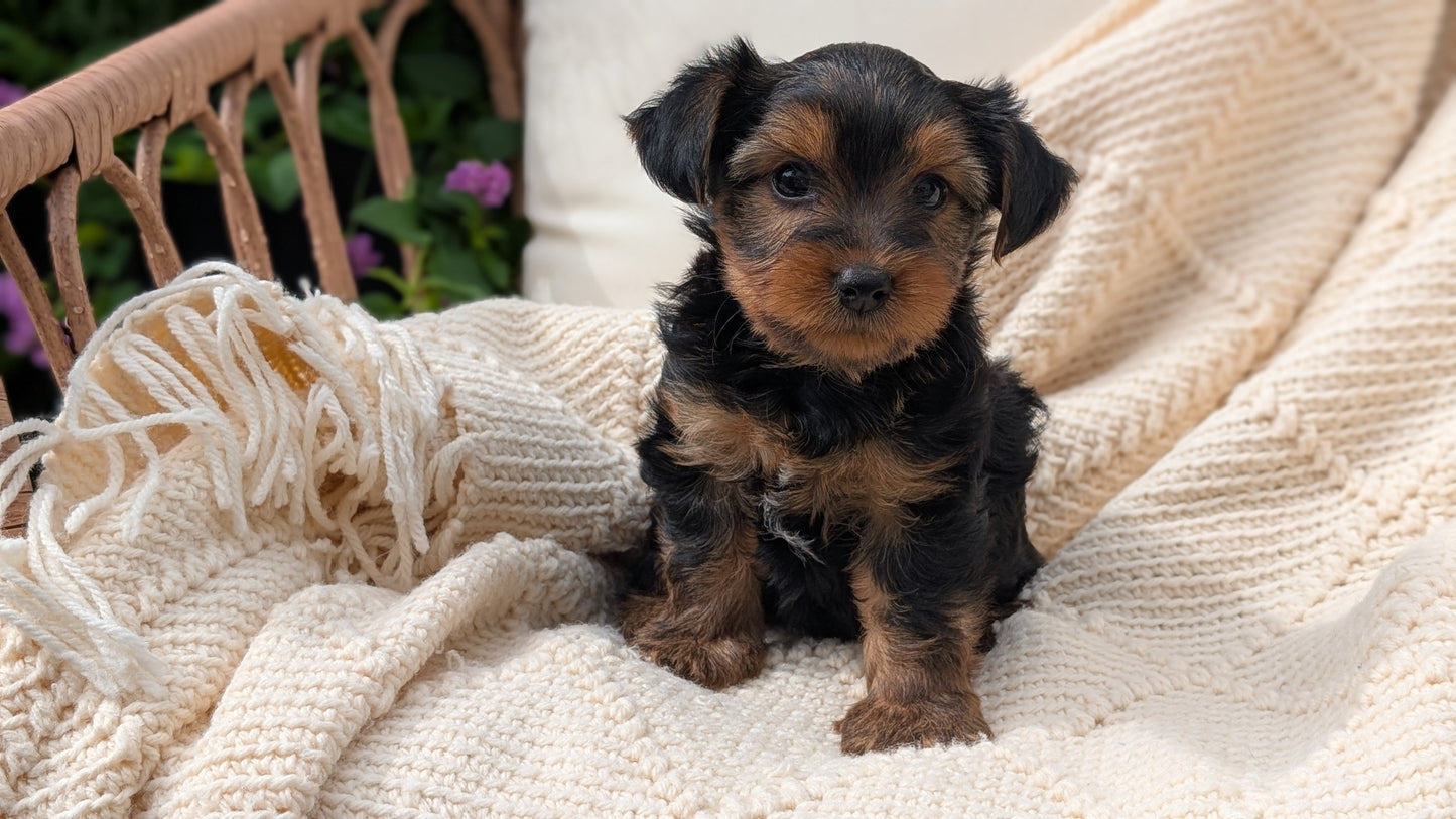 YORKSHIRE TERRIER (MAY 20) MALE