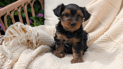 YORKSHIRE TERRIER (MAY 20) MALE