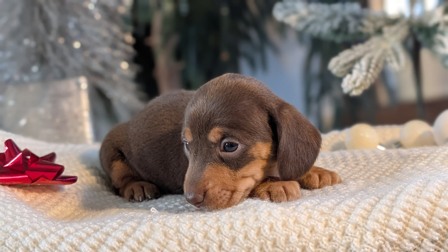 MINI DACHSHUND (NOV 16) FEMALES