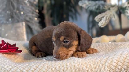 MINI DACHSHUND (NOV 16) FEMALES
