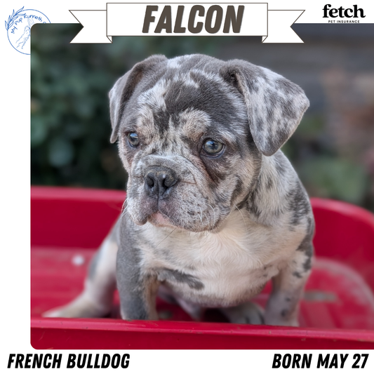 FRENCH BULLDOG (MAY 27) MALES