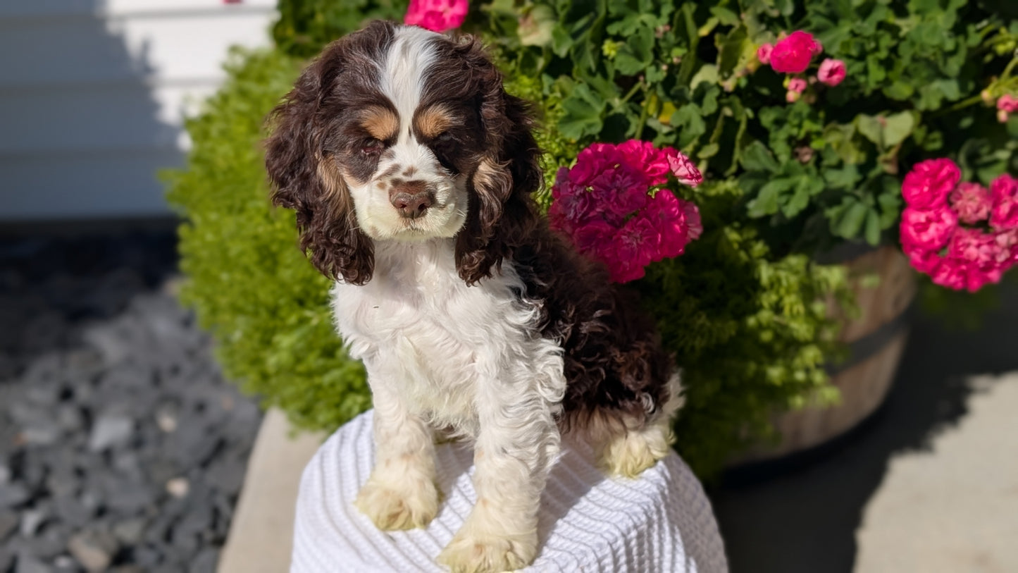 COCKER SPANIEL (07/17) MALE