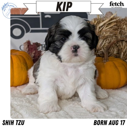 SHIH TZU (AUG 17) 2 FEMALES/3 MALES