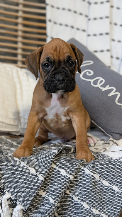 BOXER (OCT 12) MALES