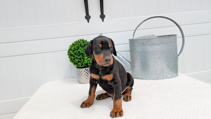 DOBERMAN PINSCHER (03/22) MALE