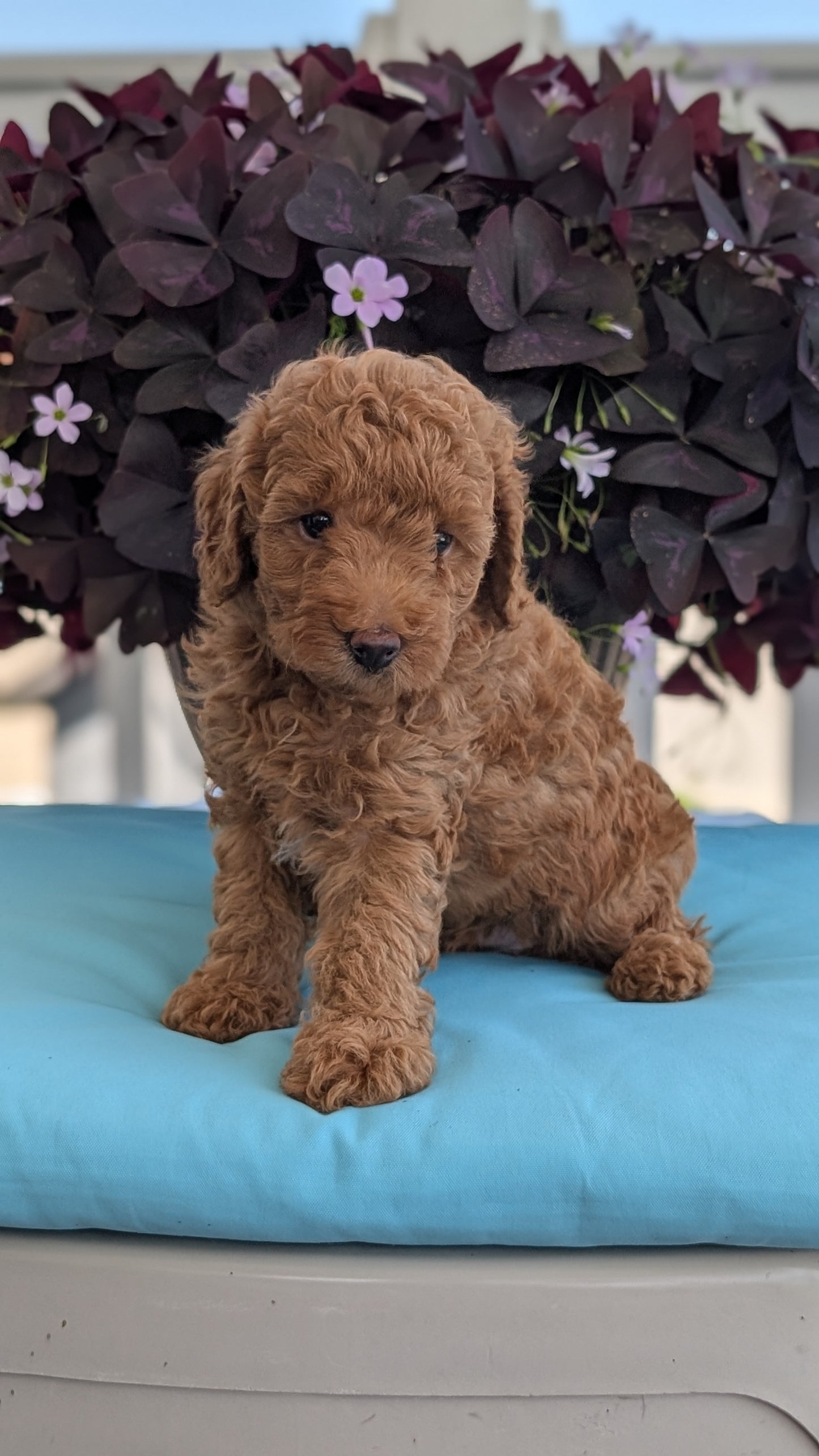 TOY POODLE (MAY 26) MALES