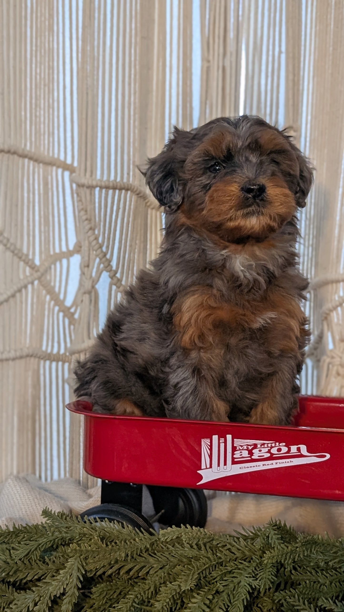 CAVAPOO (NOV 17) FEMALES