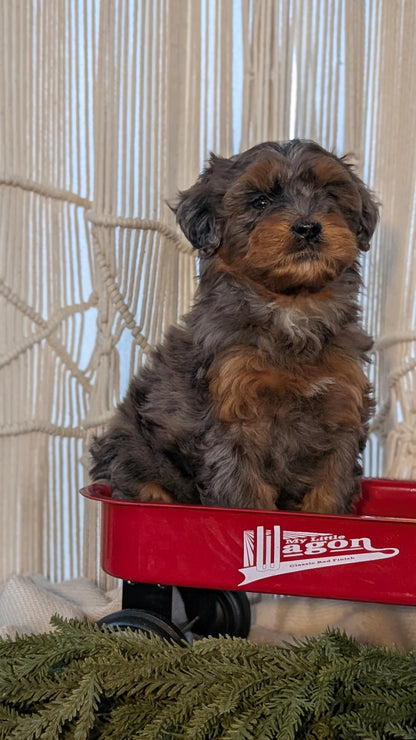 CAVAPOO (NOV 17) FEMALES