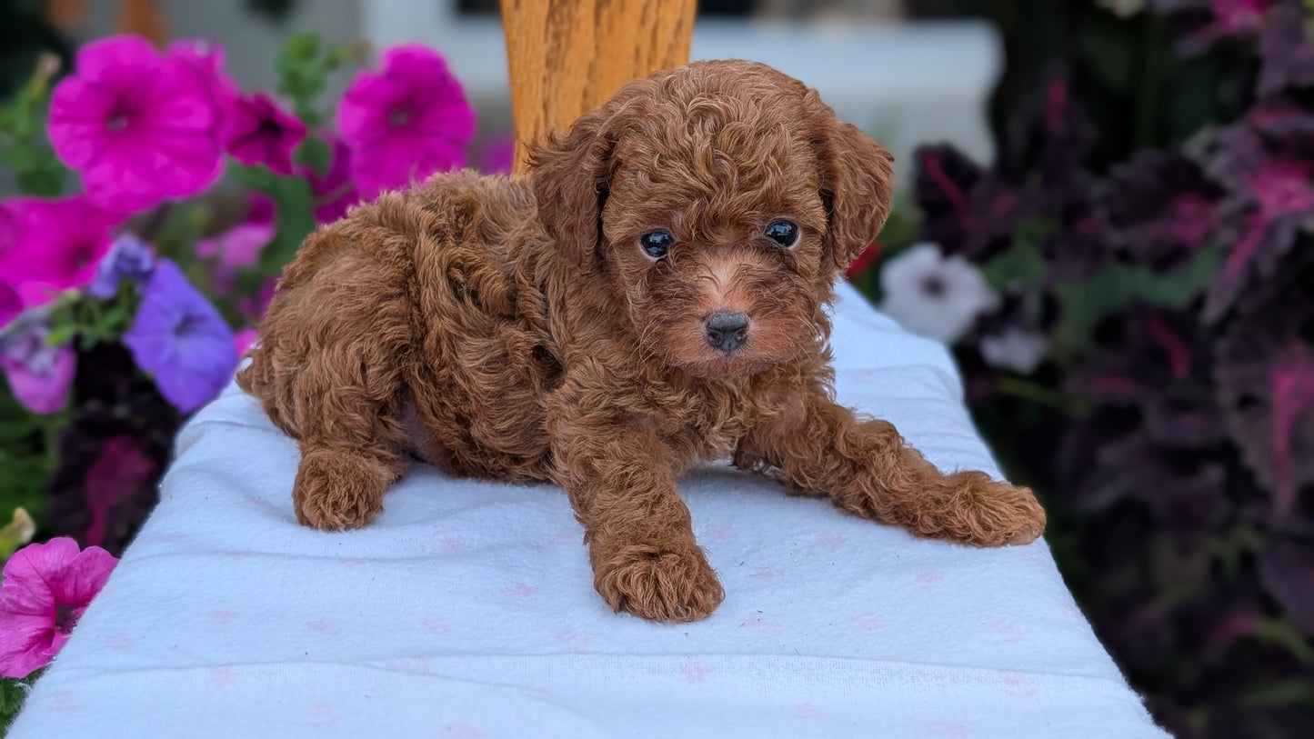 TOY POODLE (JUN 17) MALES