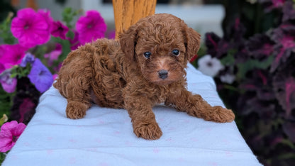 TOY POODLE (JUN 17) MALES