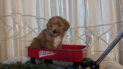 CAVAPOO (NOV 17) MALES