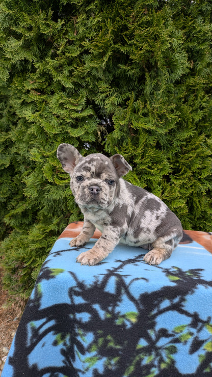 FRENCH BULLDOG (03/04) FEMALE