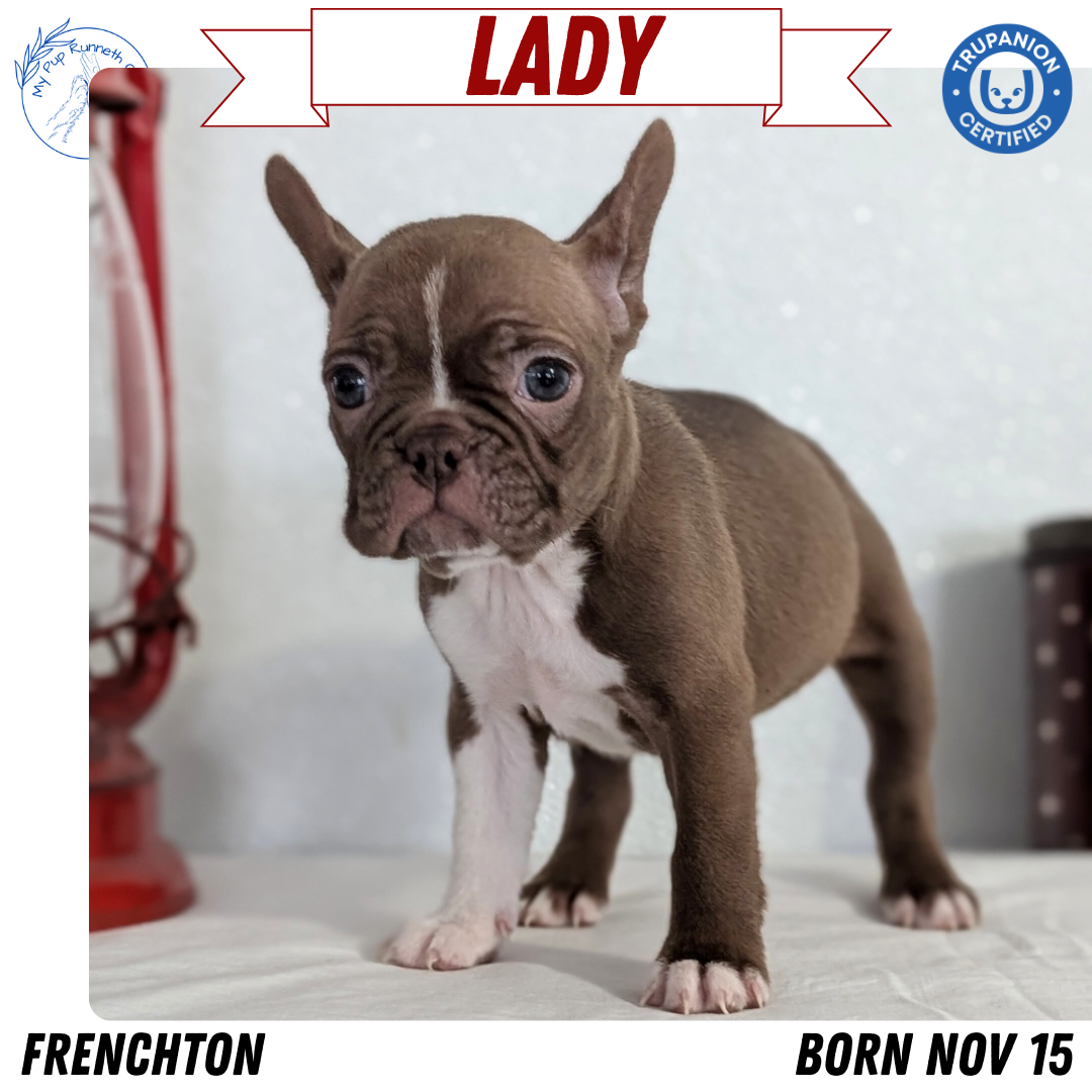 FRENCHTON (NOV 15) FEMALES