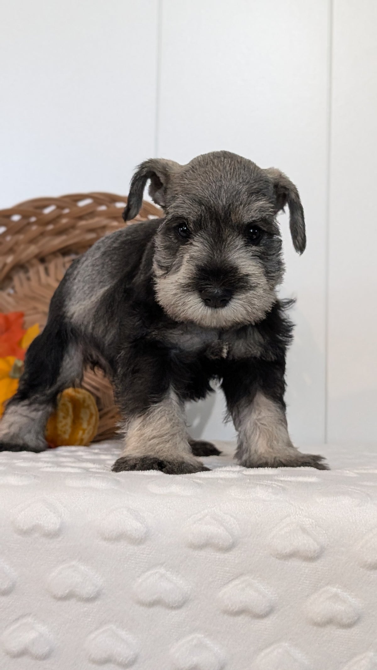MINI SCHNAUZER (AUG 27) 4 FEMALES/1 MALE