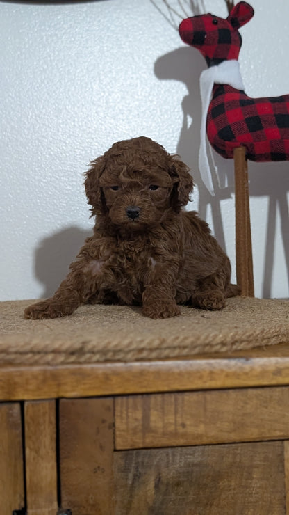 MINI POODLE (NOV 14) FEMALE