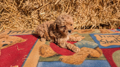 TOY POODLE (02/01) FEMALE