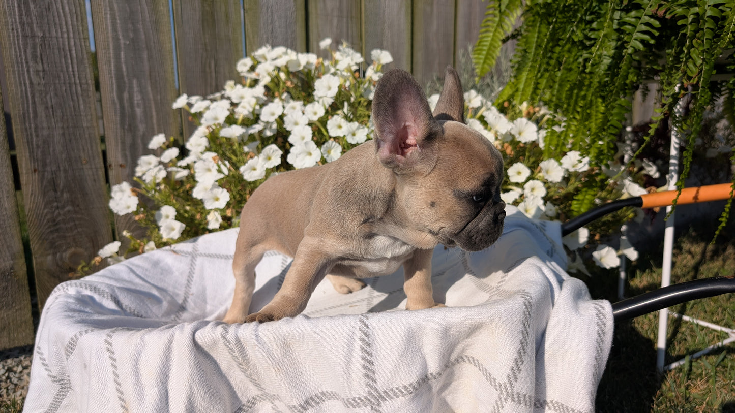 FRENCH BULLDOG (07/03) FEMALE