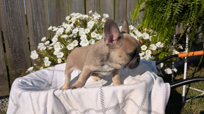 FRENCH BULLDOG (07/03) FEMALE