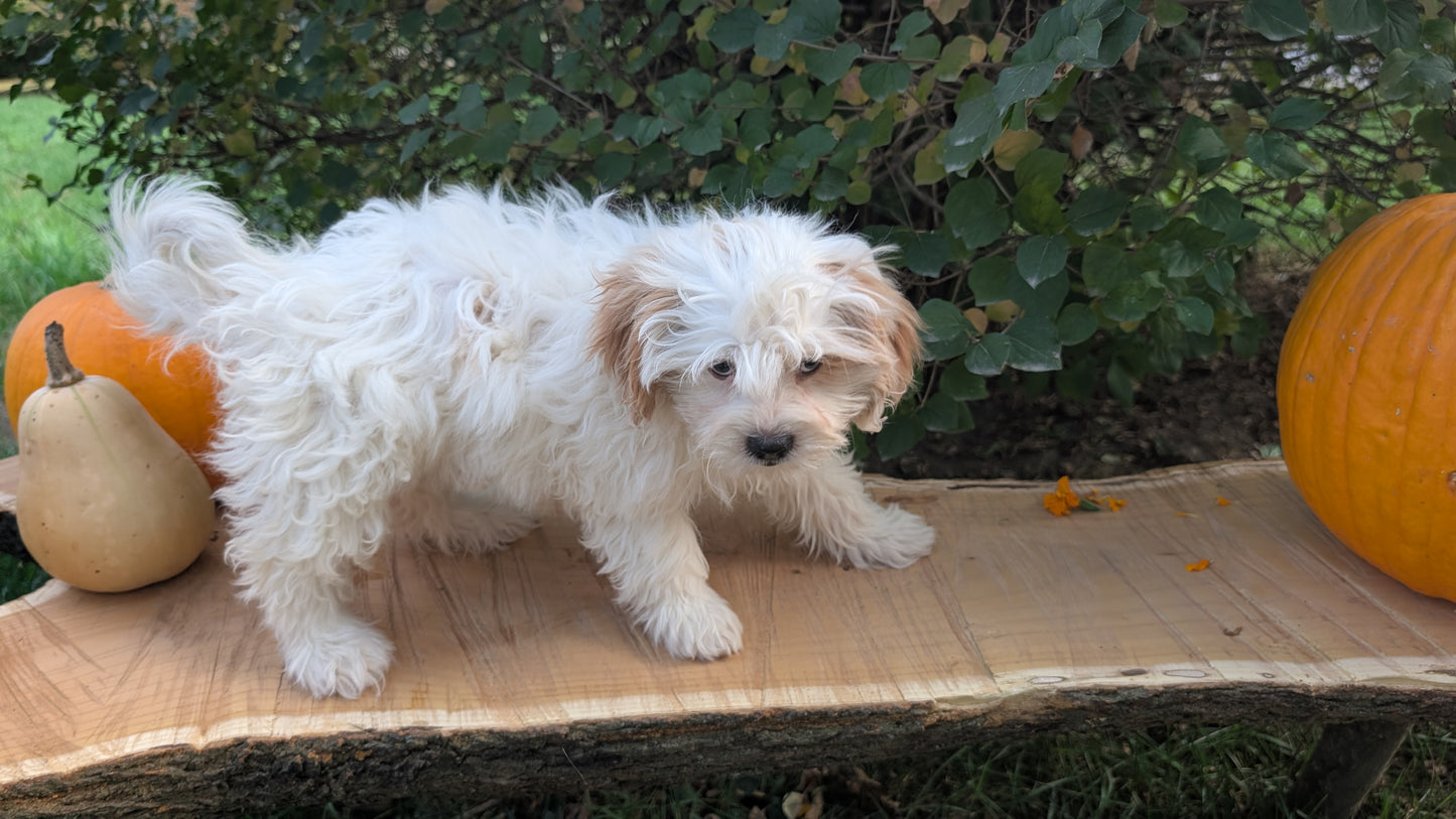 TEDDY BEAR (06/29) FEMALE