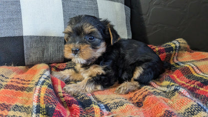YORKSHIRE TERRIER (09/28) MALE