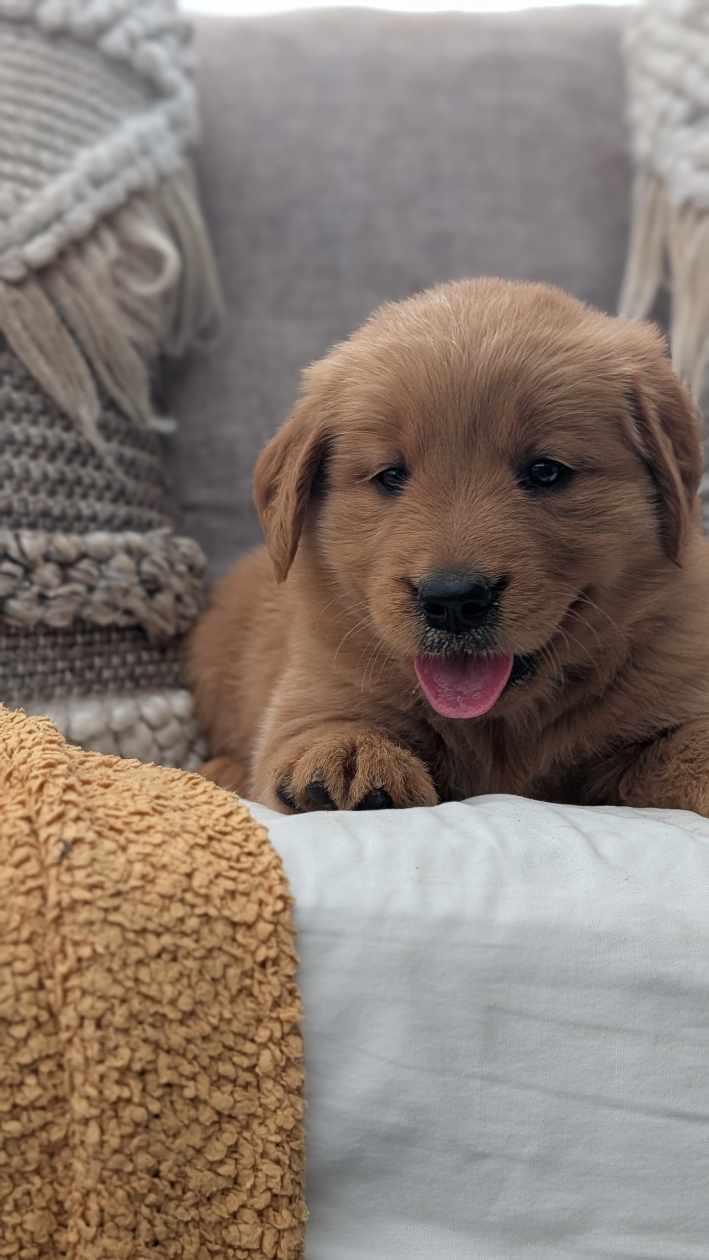 GOLDEN RETRIEVER (JUL 01) FEMALES