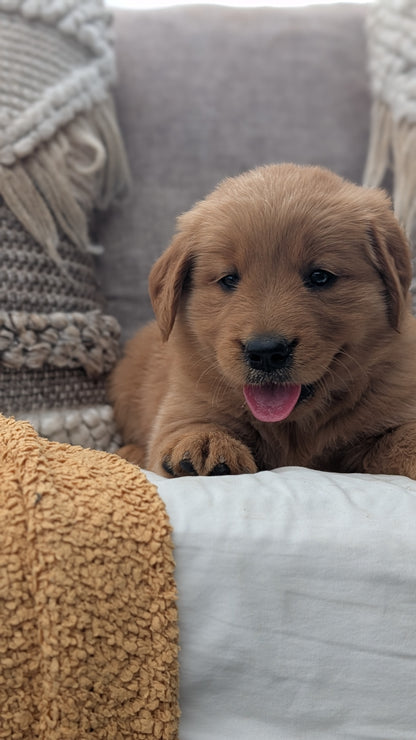 GOLDEN RETRIEVER (JUL 01) FEMALES