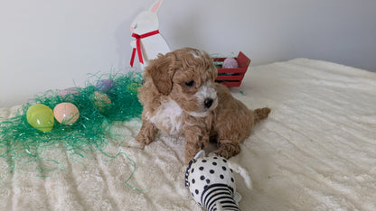 MINI GOLDENDOODLE (02/28) FEMALE