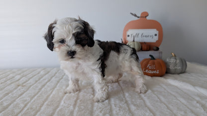 SHIHPOO (07/26) FEMALE