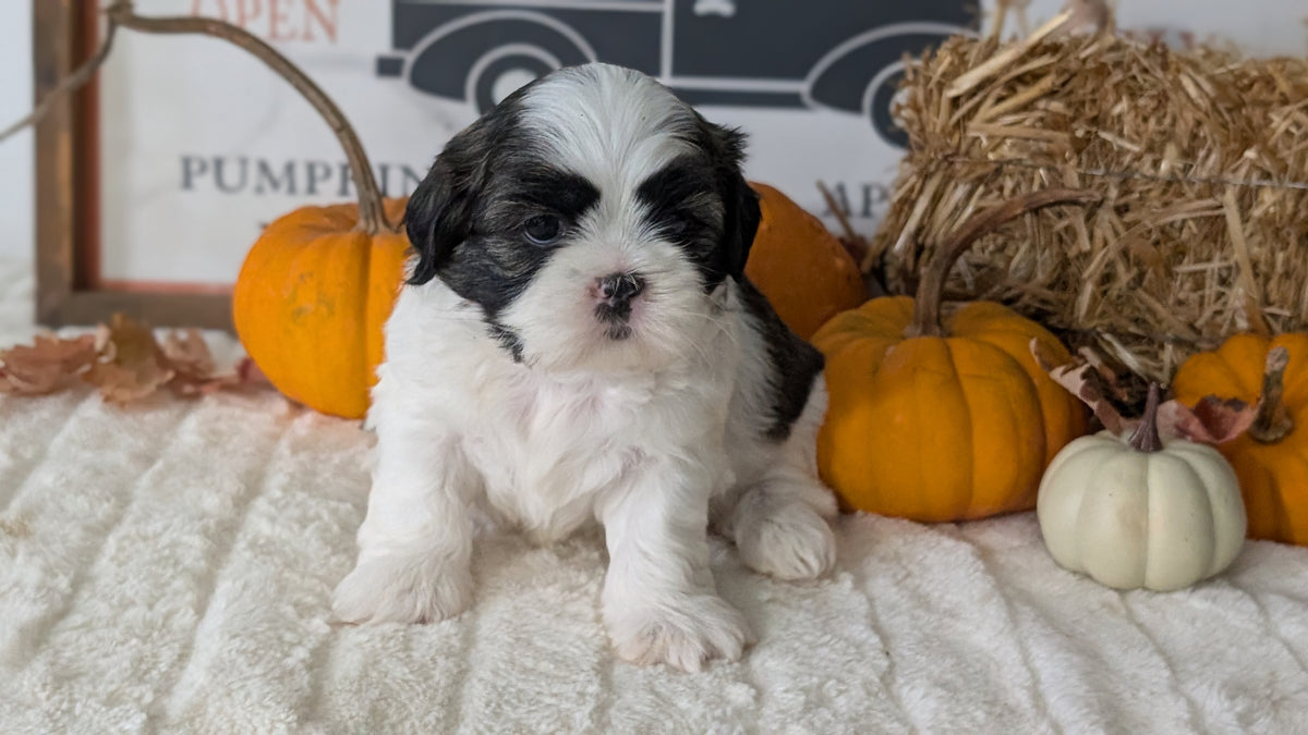 SHIH TZU (AUG 17) 2 FEMALES/3 MALES
