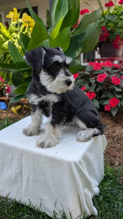 MINI SCHNAUZER (05/29) FEMALE