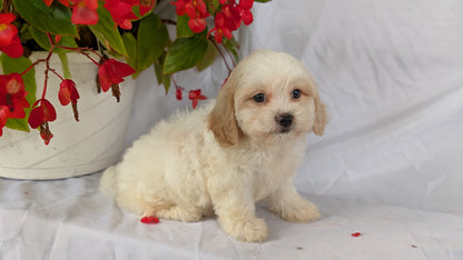 TEDDY BEAR (06/29) FEMALE