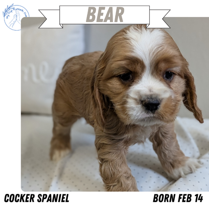 COCKER SPANIEL (02/14) MALE