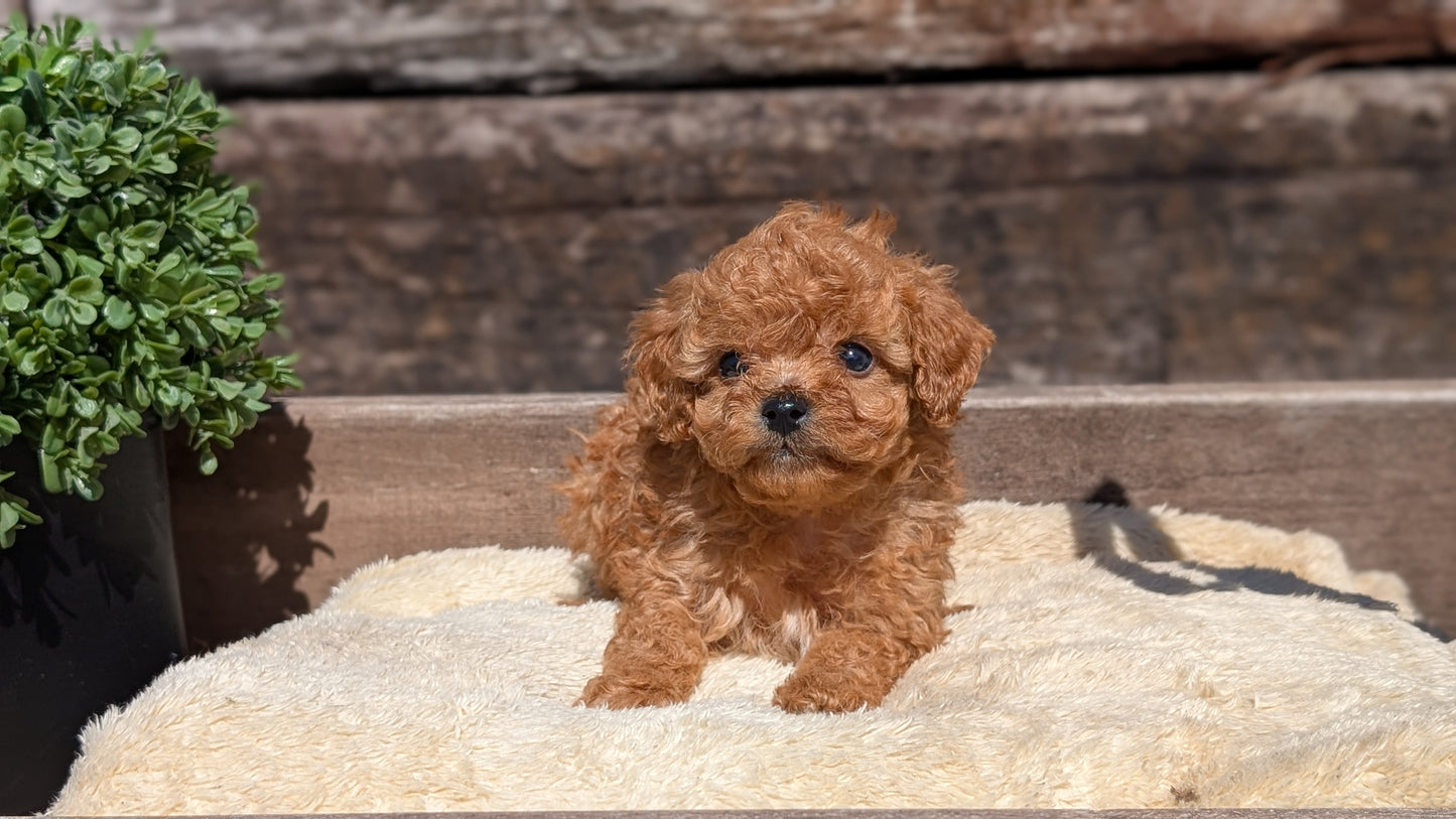 CAVAPOO (MAY 12) MALES