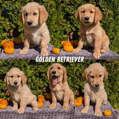 GOLDEN RETRIEVER (08/14) MALE
