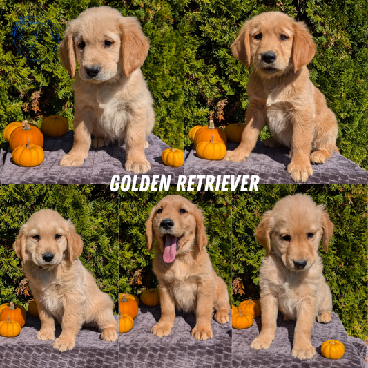 GOLDEN RETRIEVER (08/14) MALE