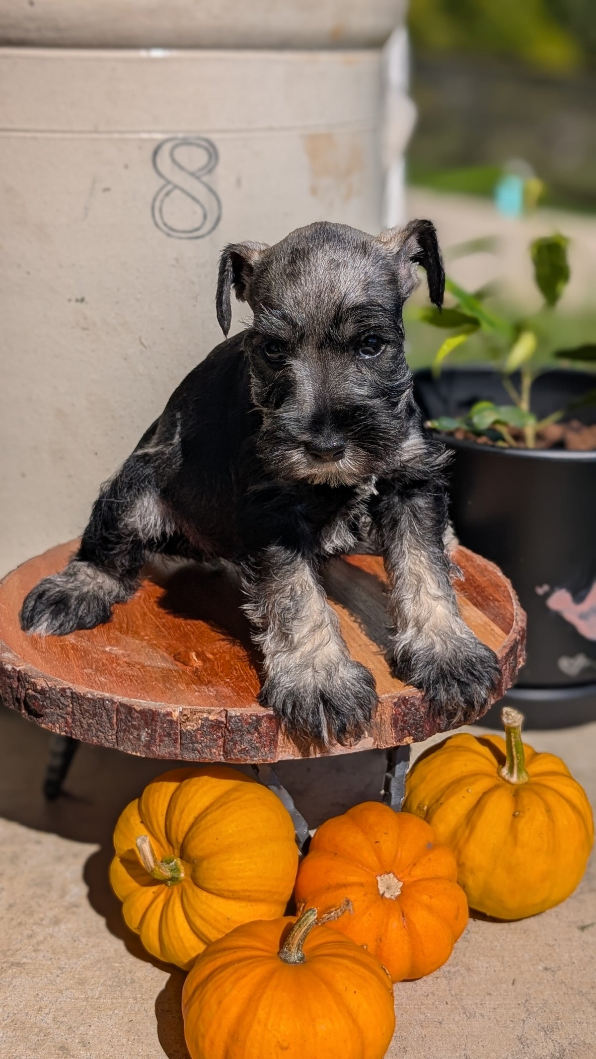 MINI SCHNAUZER (AUG 24) 8 FEMALES