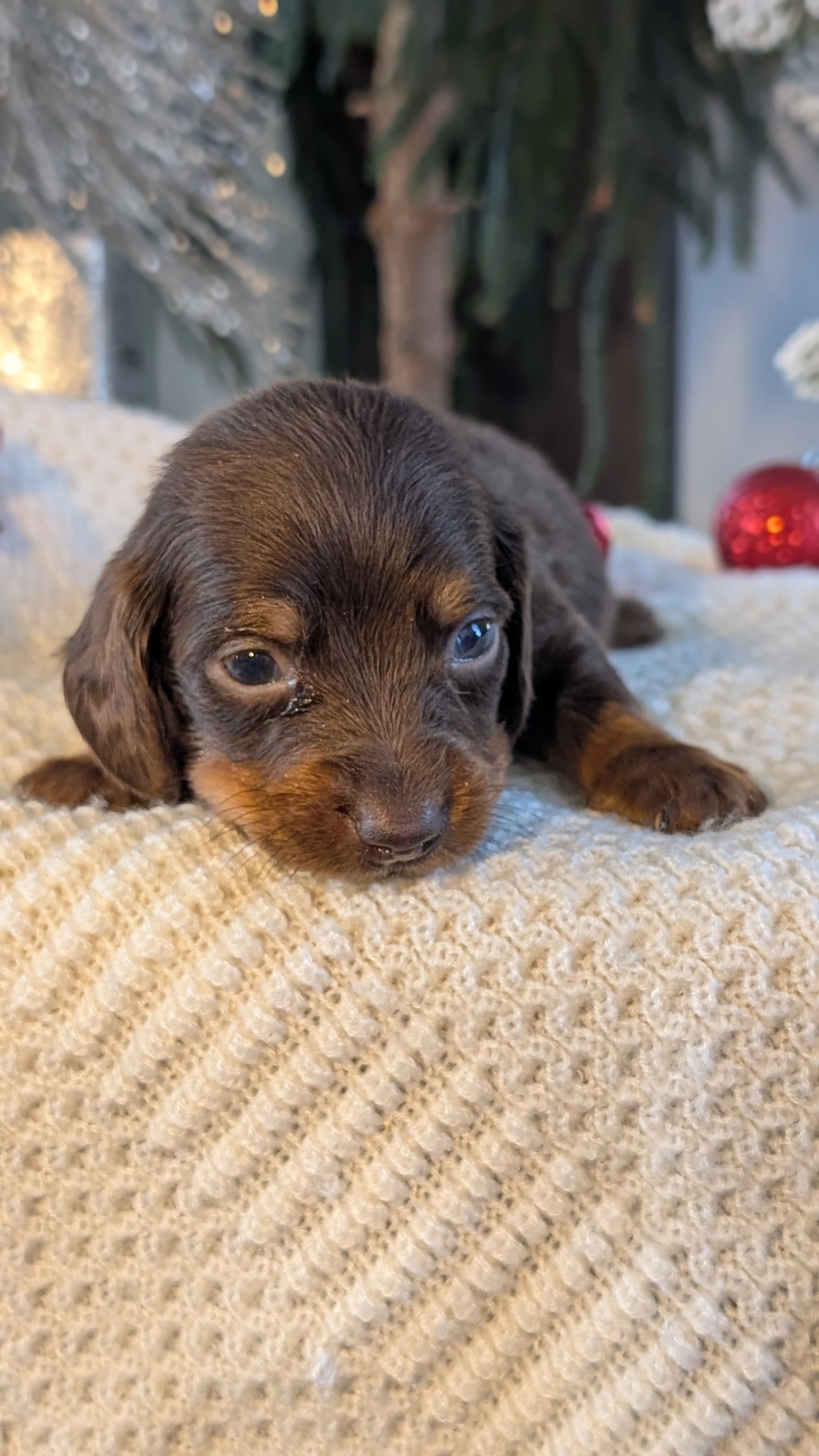 MINI DACHSHUND (NOV 16) MALES