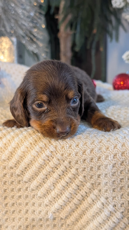 MINI DACHSHUND (NOV 16) MALES