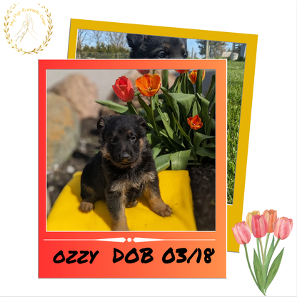 GERMAN SHEPHERD (03/15) MALE
